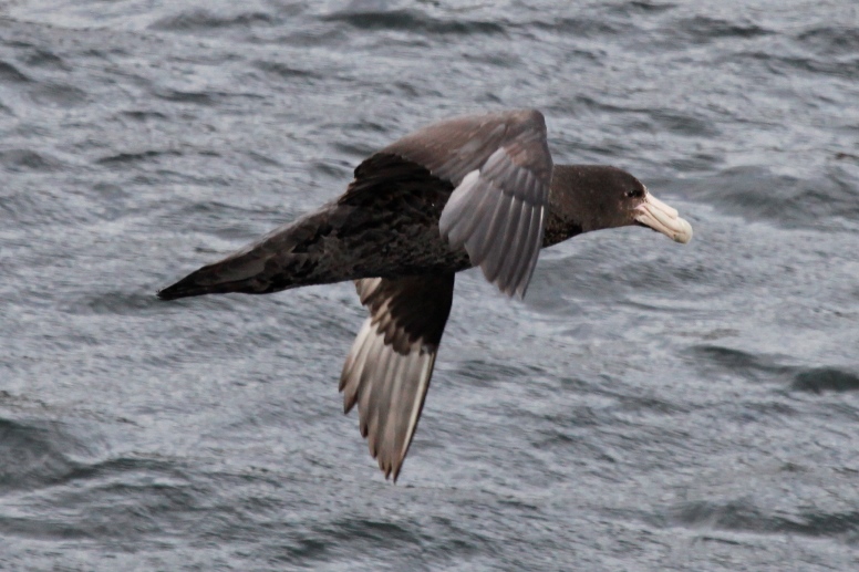 petrel